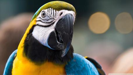Vibrant Macaw Close-Up Wallpaper wallpaper