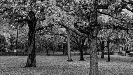 Serene Black and White Forest Scene wallpaper