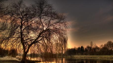 Whispering Willows at Sunset wallpaper