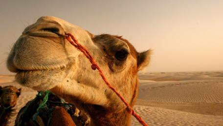 Majestic Camel in Desert Sands wallpaper