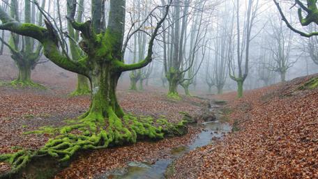 Mystical Forest in Morning Fog wallpaper
