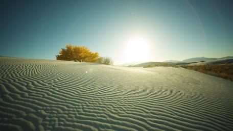 Golden Tree Amidst Serene Dunes wallpaper