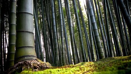 Serene Bamboo Forest Retreats Amidst Nature's Embrace wallpaper