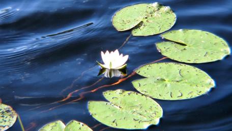 Serene Water Lilies in Tranquil Waters wallpaper