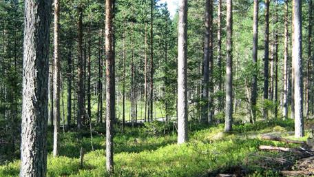 Tranquil Forest Serenity wallpaper