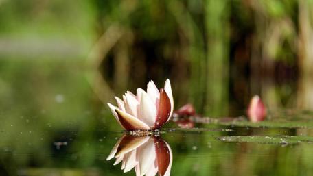 Serenity of Water Lilies on Tranquil Lake Surface wallpaper