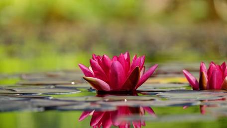 Elegant Water Lily Blooms in Serene Lake Setting wallpaper