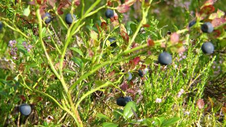 Wild Blueberry Bounty in Nature's Embrace wallpaper
