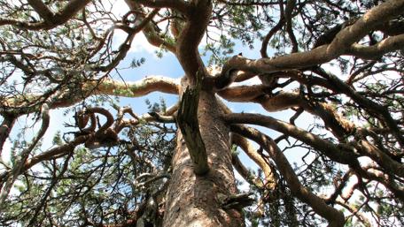 Majestic Tree Canopy View wallpaper