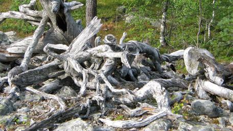 Twisted Beauty of Nature's Driftwood Sculptures wallpaper
