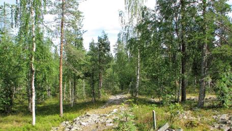 Tranquil Forest Pathway Amidst Lush Greenery wallpaper