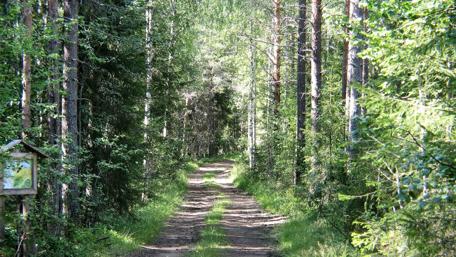Serenity of a Forest Pathway wallpaper
