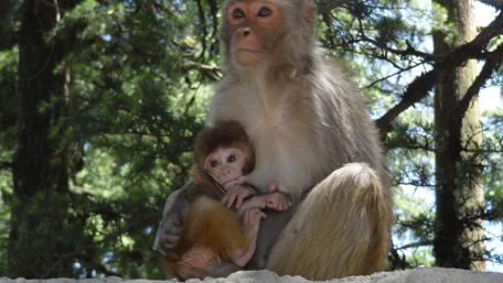 Caring Moments Between a Mother Monkey and Her Baby wallpaper