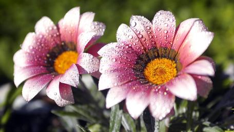 Beautiful Blossoms with Dewy Petals wallpaper