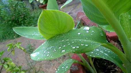 Vibrant Green Leaves with Dew Drops in Nature wallpaper