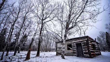Winter's Embrace in the Woods wallpaper