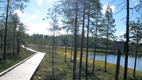 Serene Boardwalk Through Lush Pine Forest wallpaper