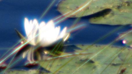 Delicate Water Lily Reflections in Tranquil Waters wallpaper