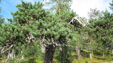 Majestic Pines of the Forest Landscape wallpaper