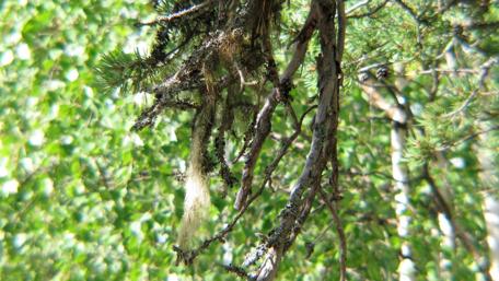 Lush Forest Canopy with Mossy Branches wallpaper