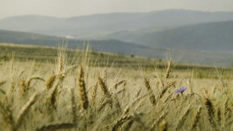 Golden Fields Under a Soft Summer Sky wallpaper