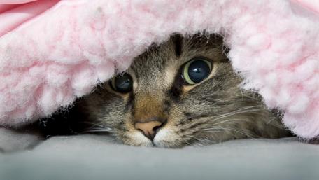 Cozy Cat Under Pink Blanket wallpaper