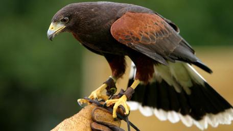 Majestic Hawk in Wild Perch wallpaper