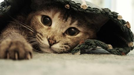 Hidden Whiskers Cozy Cat Delight wallpaper