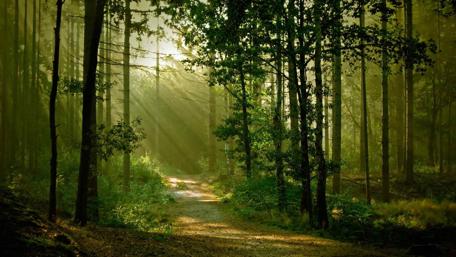 Serene Forest Pathway Amidst Sunlight Filtering Through Trees wallpaper