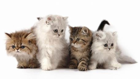 Adorable Kitten Quartet Wallpaper wallpaper