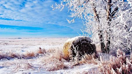 Winter Wonderland in Frosty Fields wallpaper