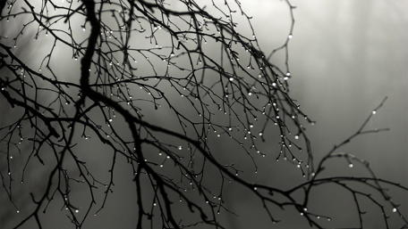Serenity in Monochrome Nature wallpaper