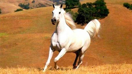 Majestic White Horse in a Golden Landscape wallpaper