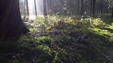 Serene Forest Sunlight Illuminating Nature's Beauty wallpaper