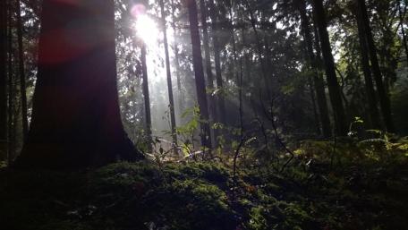 Enchanting Forest Sunlight Dancing Through Trees wallpaper