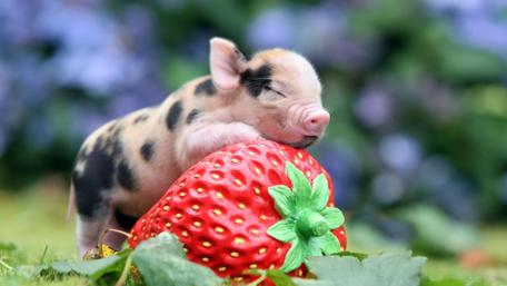 Little pig wallpaper
