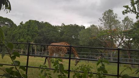 Graceful Giraffe in a Serene Setting wallpaper