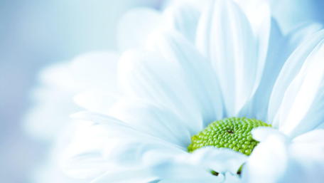 White Blossom Serenity wallpaper