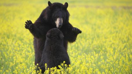 Bears Embracing in a Yellow Field of Flowers wallpaper