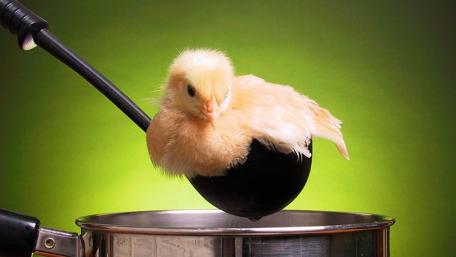 Culinary Chickens Bring Humor to Kitchen Scenes wallpaper