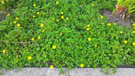 Vibrant Yellow Blossoms in Lush Greenery wallpaper