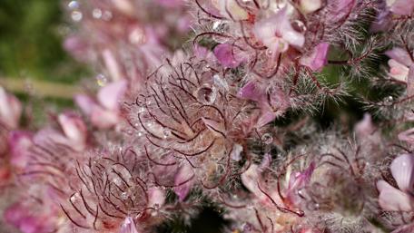 Delicate Blossoms with Dew Drops wallpaper