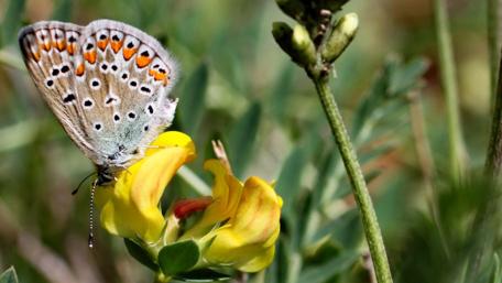 Delicate Butterfly Amongst Vibrant Flora wallpaper