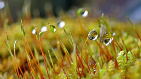 Refreshing Dew on Vibrant Mossy Landscape wallpaper