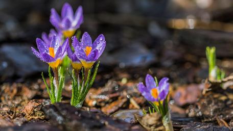 Spring Crocus Trio in Morning Dew wallpaper