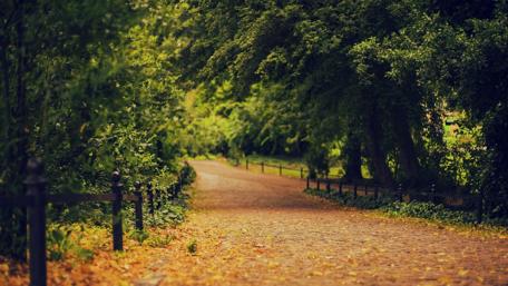 Serene Path Through Lush Nature Gardens wallpaper