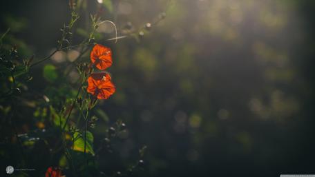 Vibrant Red Blooms in Soft Focus wallpaper