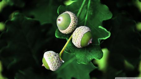 Acorns Among Green Leaves wallpaper