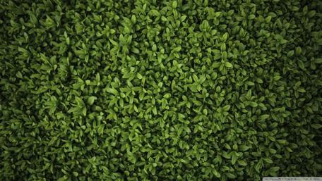 Lush Greenery for Tranquil Spaces wallpaper