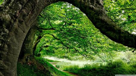 Serene Forest Pathway in Lush Greenery wallpaper